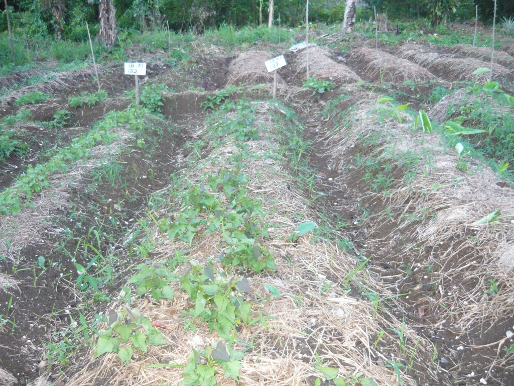 Organic farm of a Baetolau Farmers Association member
