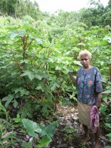 Slippery kabis is one of a number of staple greens grown mostly by women farmers that is very important for nutrition and local marketing income. Slippery kabis has been hit by serious pest problems that KGA is working with IPPSI to find solutions to.