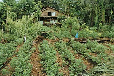 Honiara  Planting Material Network garden