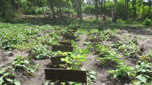 Sweet Potato Trial at Areatakiki- Guadalcanal