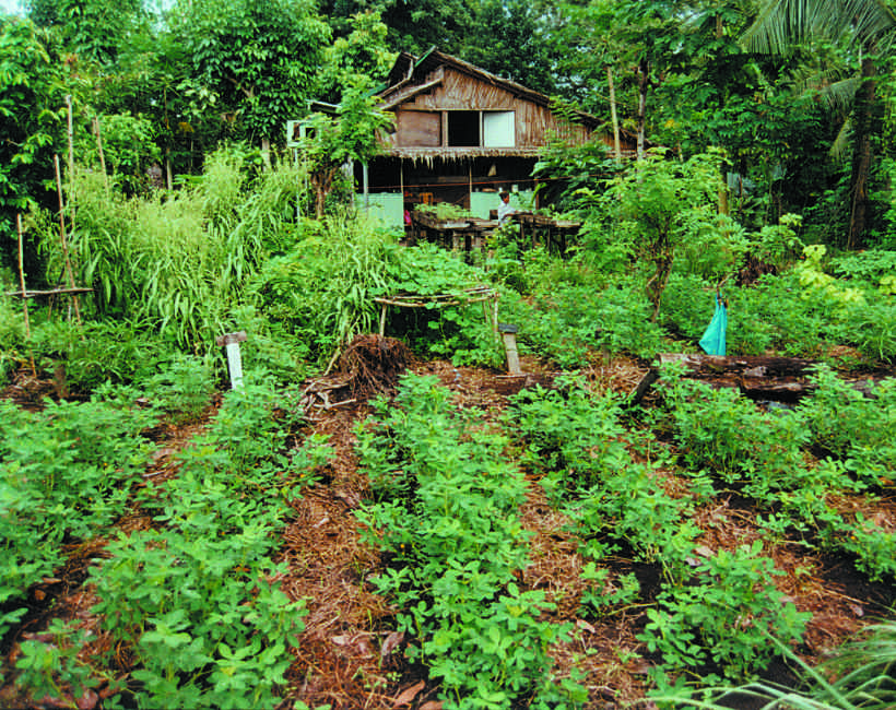 PMN central link garden