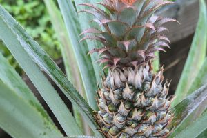 Pineapple