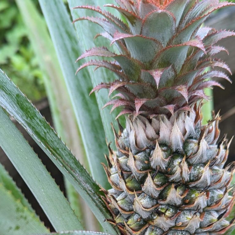 Pineapple