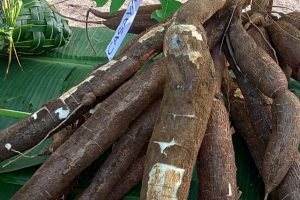 Cassava