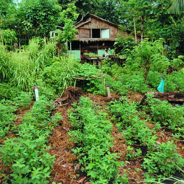 PMN central link garden