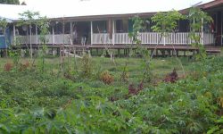 sasamuqa hospital garden