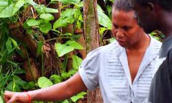 KGA archived website