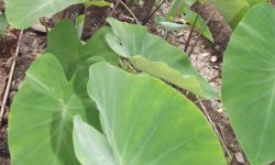 new varieties of taro