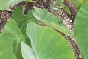 new varieties of taro