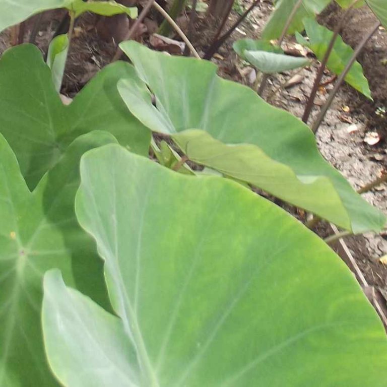 new varieties of taro
